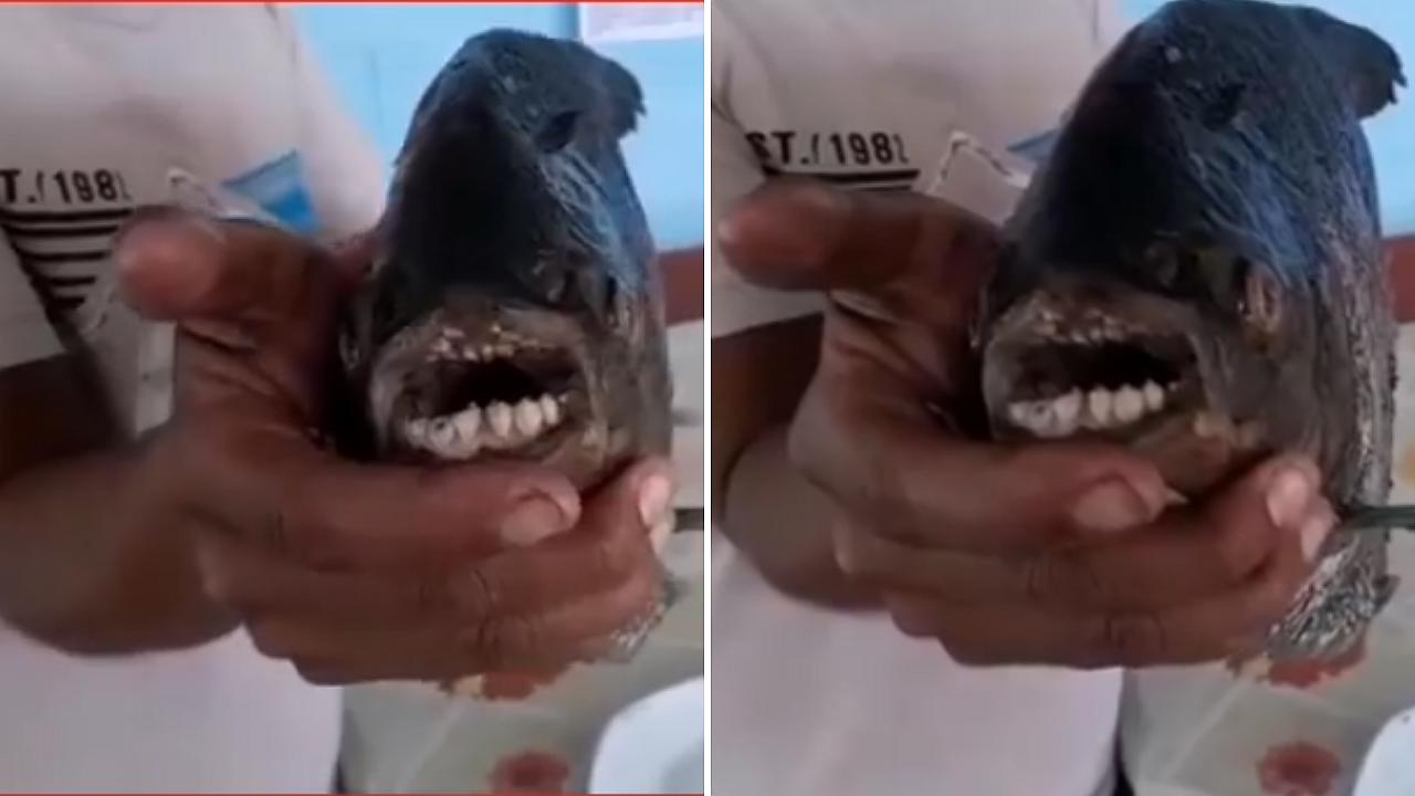 Agricultor halla pescado con 'dentadura humana' y teme por mal presagio (VIDEO)