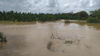 Más de mil hectáreas de banano afectados tras el desborde del río en el Medio Piura