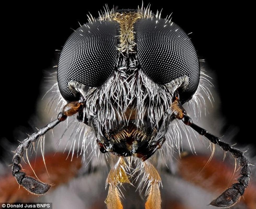 Cara a cara con los insectos más espeluznantes