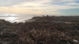 Aparece palizada y basura en 20 kilómetros de playas de la región Lambayeque