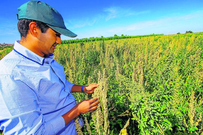 La quinua pierde su valor en Arequipa por producción excesiva