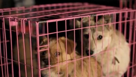 China: PETA denuncia la muerte de miles de perros para la industria peletera 