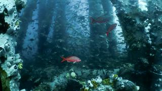 Piura:  Más de 70 especies marinas de la playa Los Órganos podrían desaparecer si se retira el arrecife artificial más importante del Perú  