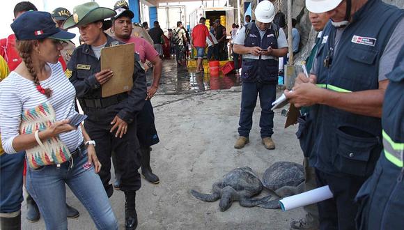 Fiscalía detecta pesca de tortuga verde en Casma 