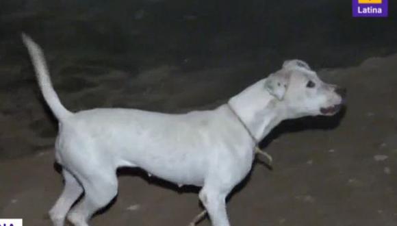 Vecinos de Ventanilla denuncian que perro atacó a seis personas, entre ellas niños. (Captura: Latina)