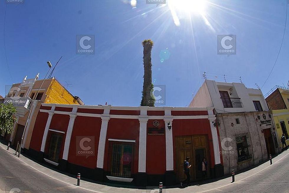 Talan la palmera más grande de Arequipa después de 100 años  (FOTOS Y VIDEO)
