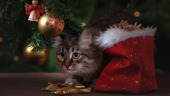 Un gato en un árbol de Navidad. (Foto: Pexels)