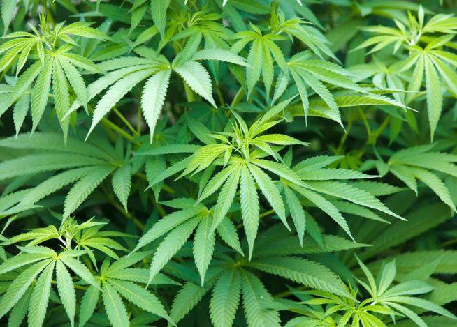 Jamaica despenaliza consumo de marihuana con fines medicinales y religiosos