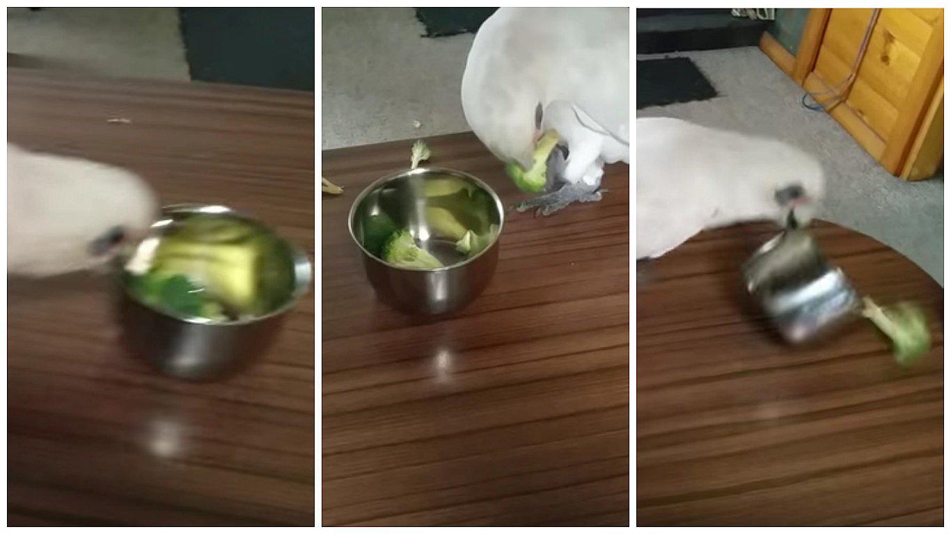 YouTube: cacatúa muestra su odio al brócoli (VIDEO)