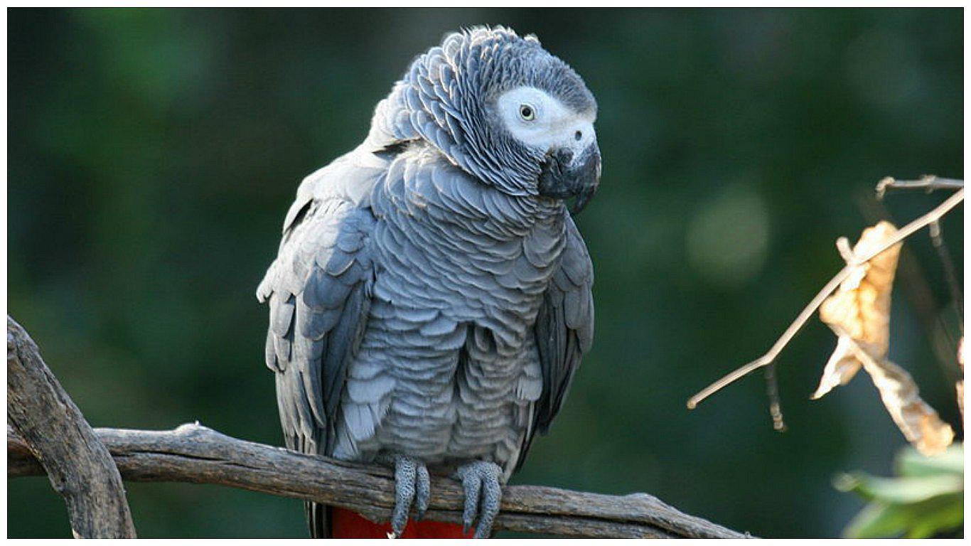 Prohíben el comercio internacional del loro gris, el más popular del mundo