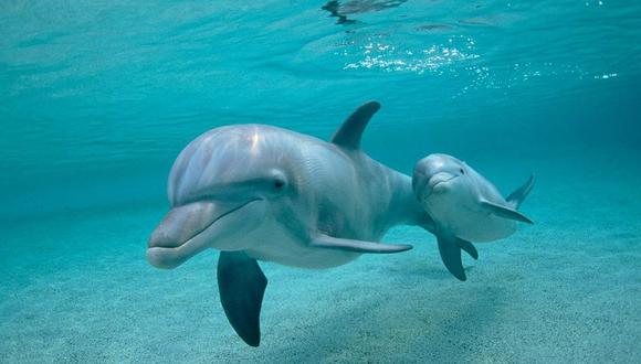  El fenómeno ambiental que está matando delfines: el calentamiento de los océanos 