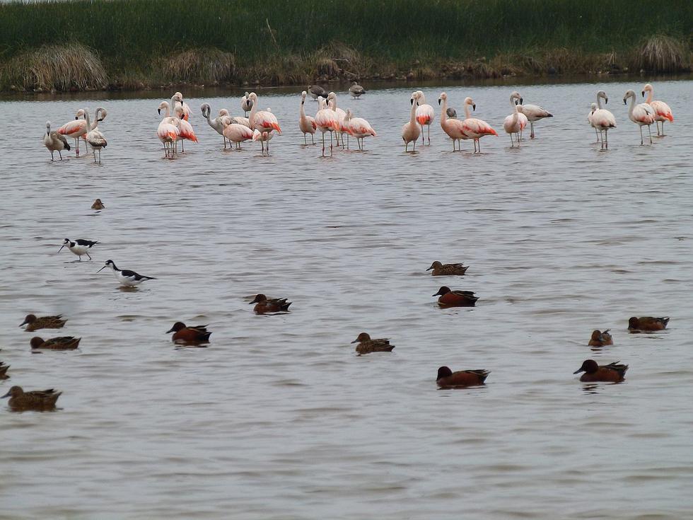 El santuario Lagunas de Mejía que alberga  210 especies de aves