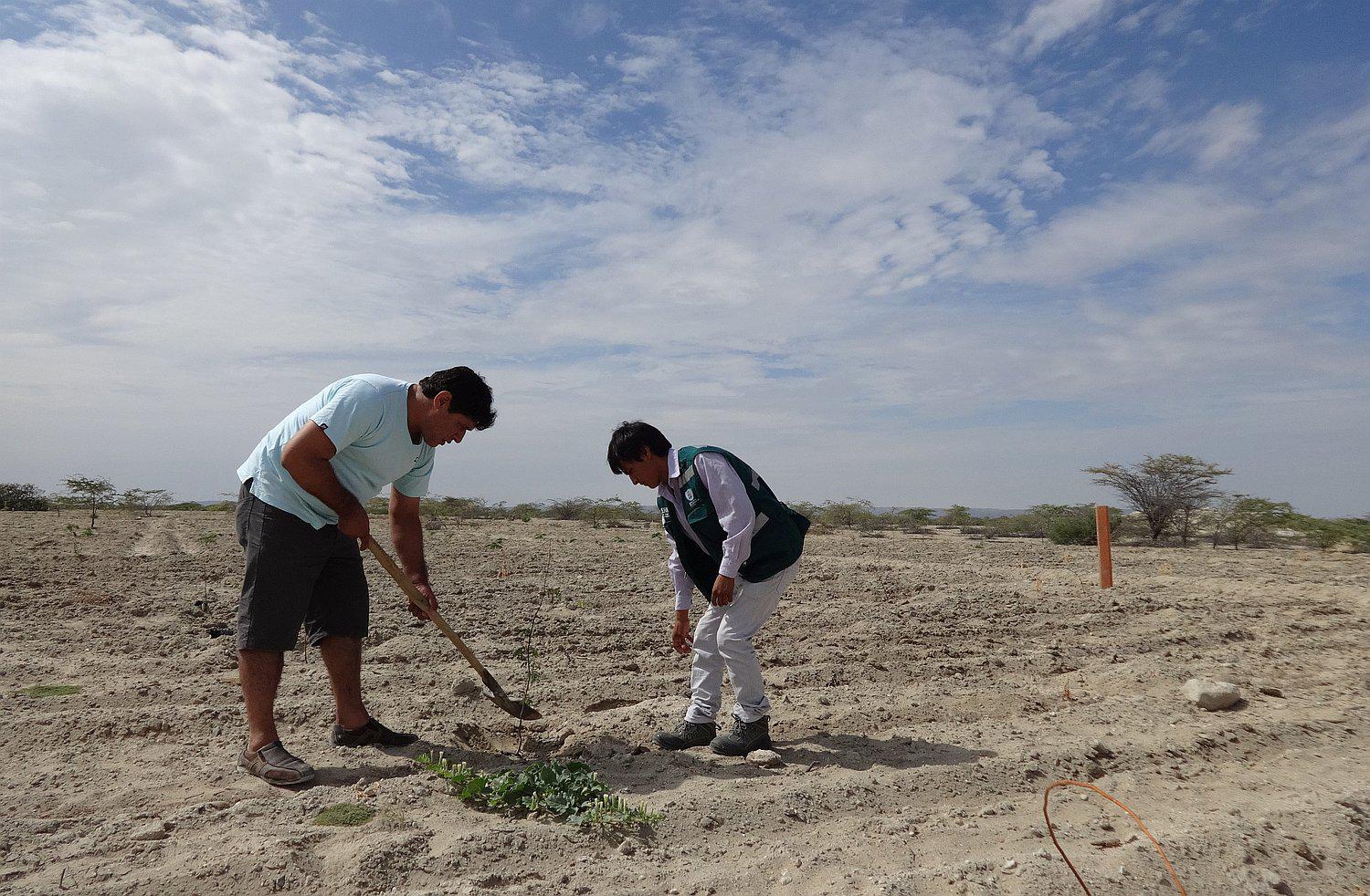 Piura: Reforestan una comunidad campesina de Paita