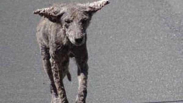 "Perros zombie" aparecen en las calles de Chicago y la policía da esta explicación (FOTOS)