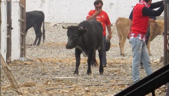 Iban a vender toros robados en el camal municipal