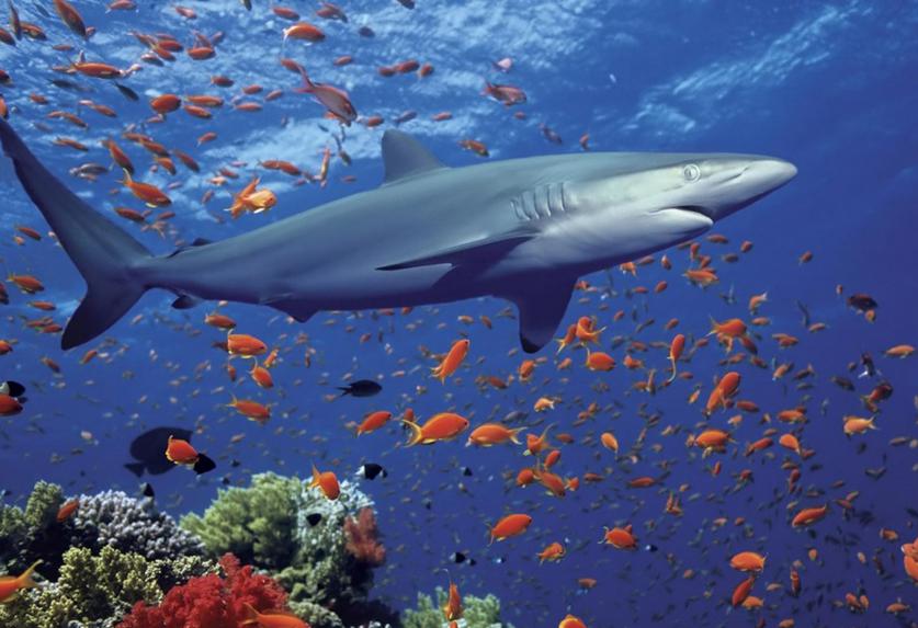 Crearán santuario marino donde prohibirán la pesca y minería