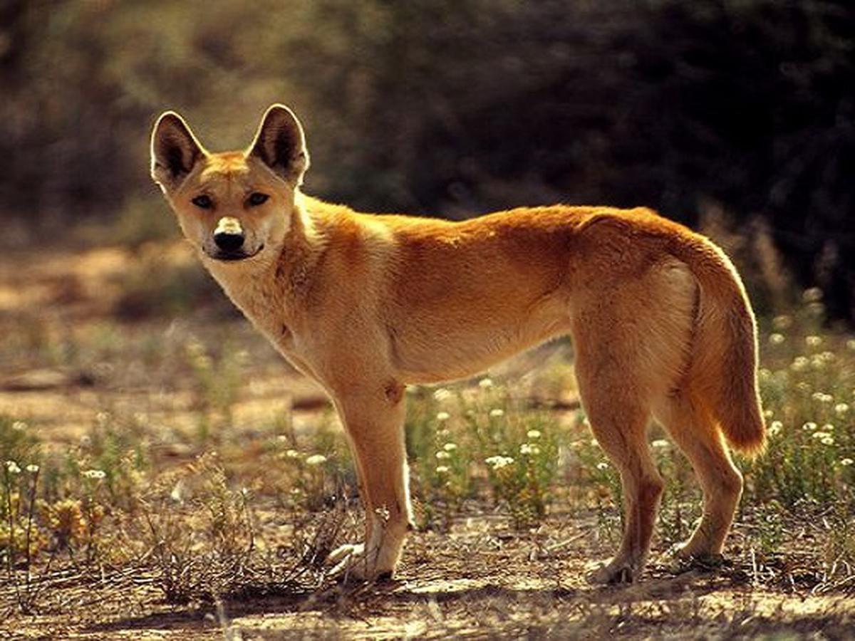 es un dingo clasificado como un perro