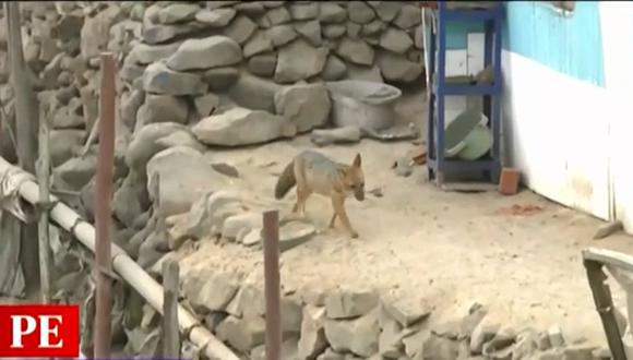 El zorro andino 'Run Run' nuevamente ha sido avistado en el asentamiento humano Sol Naciente, en Comas. (Foto: captura de Primera Edición)