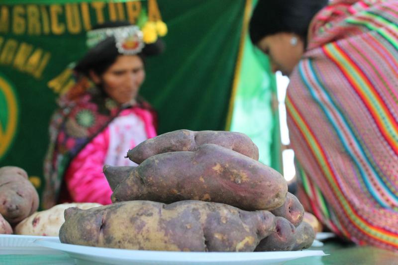 Regalarán 2 mil kilos de papa nativa