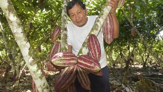 Mejorarán producción de cacao en el distrito de San Gabán