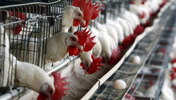 Gripe Aviar: Japón ordena sacrificar 42.000 pollos por nuevo brote 
