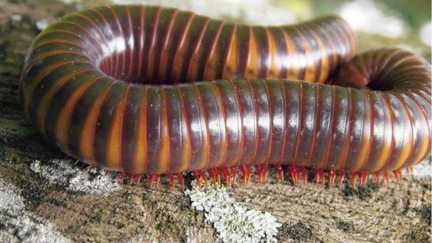 Intentan curarse comiendo ciempiés gigante pero terminan con parásito letal en el cerebro