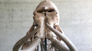 Suiza: Hallan restos de mamut de 20.000 años de antigüedad