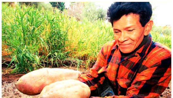 Arica: un agricultor peruano cosecha camotes gigantes en su huerto 