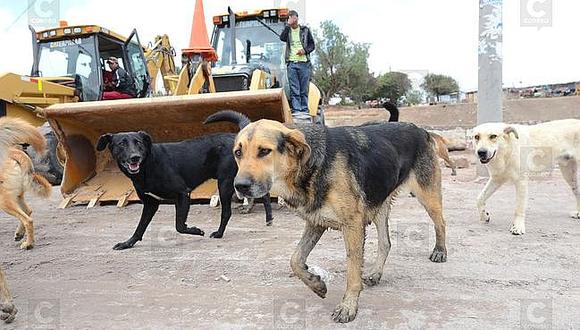 Vecinos de Paucarpata sólo pueden tener dos canes en sus viviendas