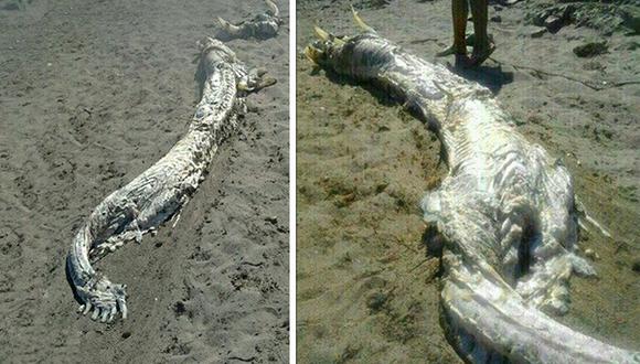 Encuentran extraño animal marino en playas de Almería
