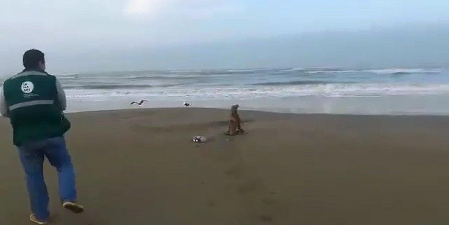 Lambayeque: Liberan a lobo marino que fue rescatado en Santa Rosa (VIDEO)