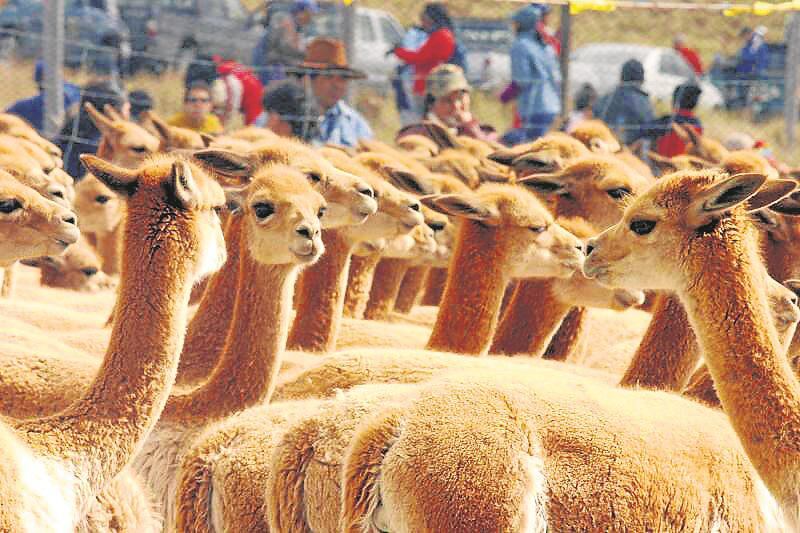 Reserva Nacional de Pampa Galeras: Festival de la Vicuña será realizará el 23 y 24 de junio