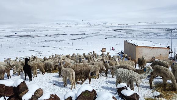 Mortandad de alpacas por heladas y nieve en zonas altas de Arequipa| GEC
