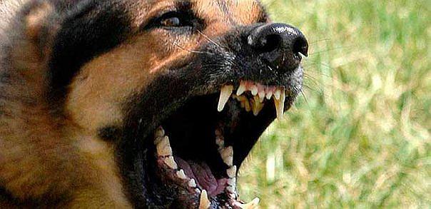 Arequipa: Declaratoria de emergencia por rabia en manos del Minsa