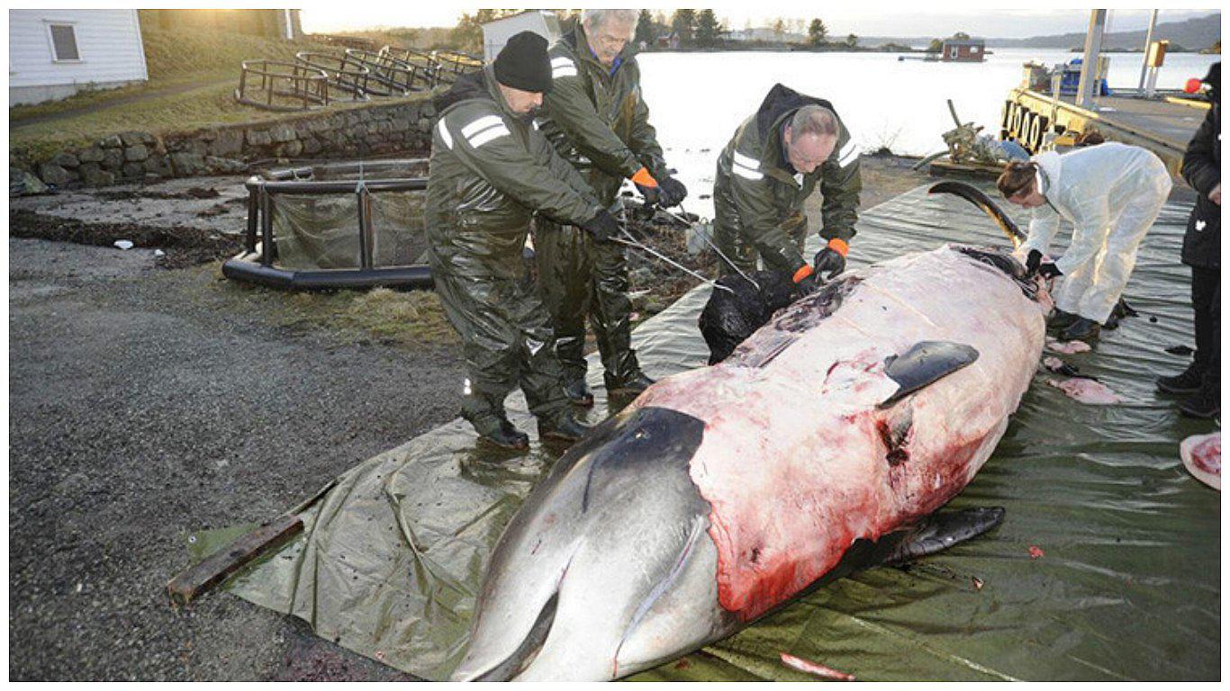 Ballena queda varada y fue sacrificada tras indignante hallazgo en su interior (VIDEO)