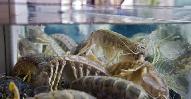 Científicos aseguran que langostas ayudarán a detectar el cáncer 