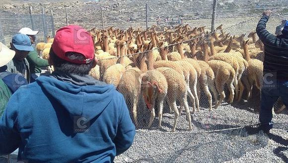 Precio de fibra de vicuña se ha reducido a $ 270 el kilogramo
