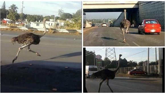 YouTube: ​avestruz escapa de granja y el final de su fuga se volvió viral (VIDEO)