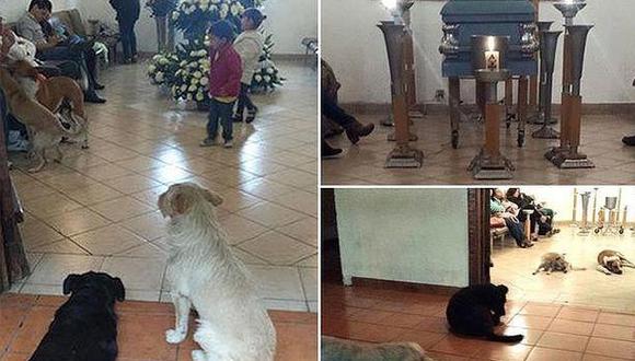 ​Perros callejeros acudieron a funeral de mujer que los cuidaba