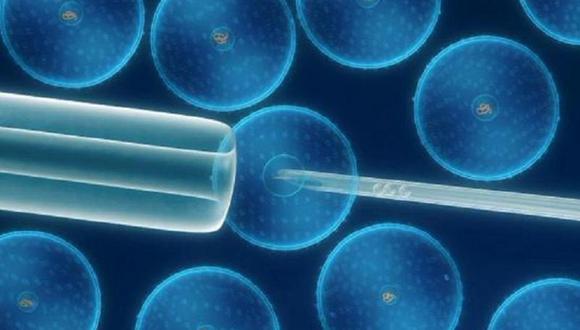 Fabrican estructuras renales embrionarias a partir de células madre humanas