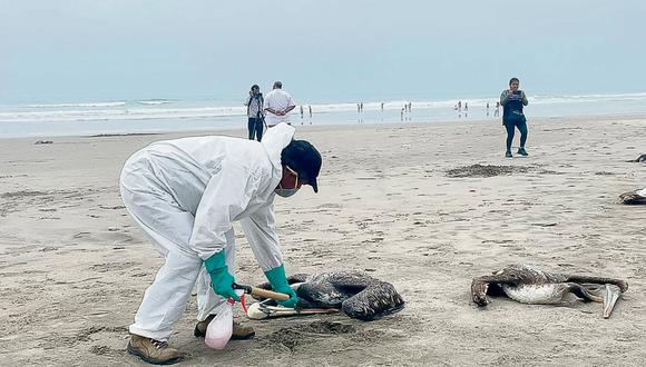 La titular del Minsa, Kelly Portalatino, informó que los casos de aves muertas en playas del litoral están descendiendo, motivo por el cual ella considera que no sería necesario cerrar los balnearios.