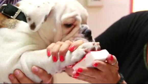 No es broma: Perros y gatos también firman contra el maltrato animal (VIDEO)
