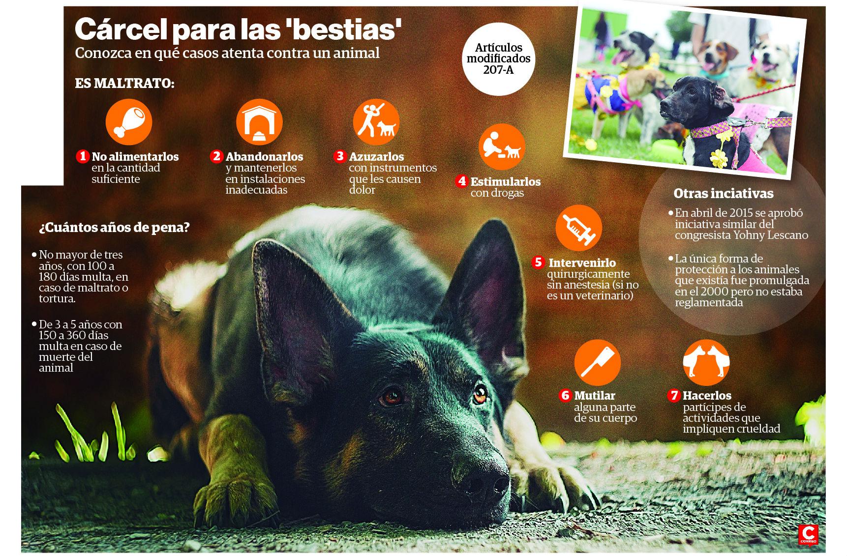 Hasta 5 años a la cárcel por matar a un animal