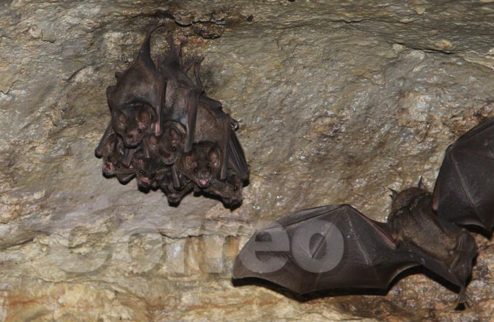 La caverna de Metraro, una aventura bajo tierra (FOTOS)