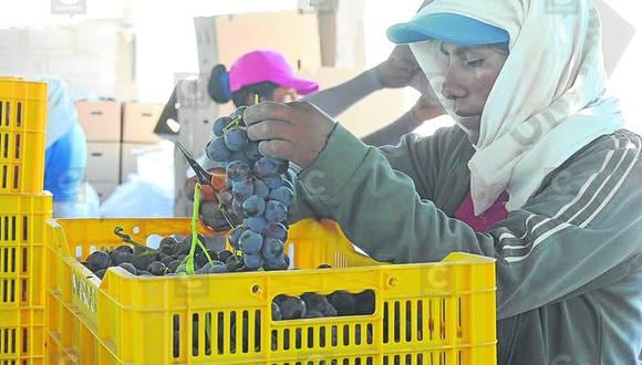 Arequipa: Dos emprendedoras cultivan uvas de exportación para China y Bolivia