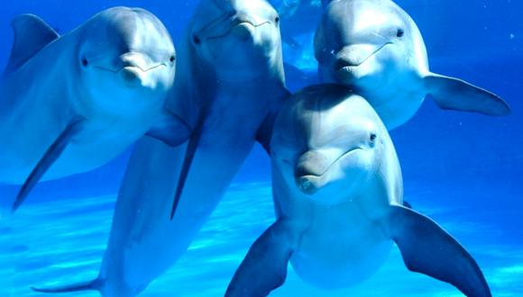Amistad entre delfines es similar a la de los humanos