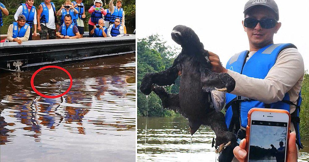 Turistas extranjeros quedaron maravillados al ver a un oso perezoso nadando en el río Amazonas (VIDEO) 