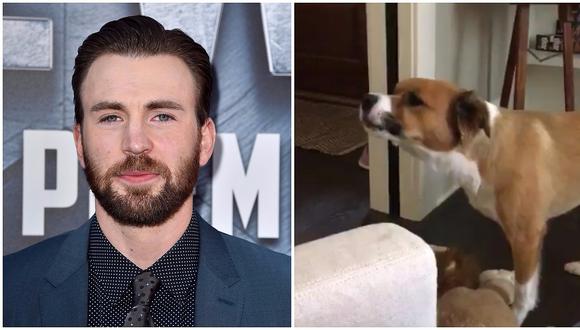 Chris Evans: este es el talento oculto del perro del Capitán América (VIDEO)