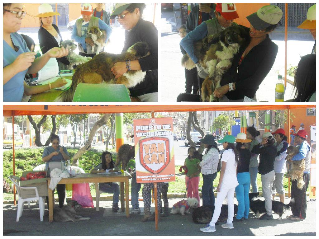 Arequipa: Más de 3 mil canes vacunados contra la rabia en último día de campaña