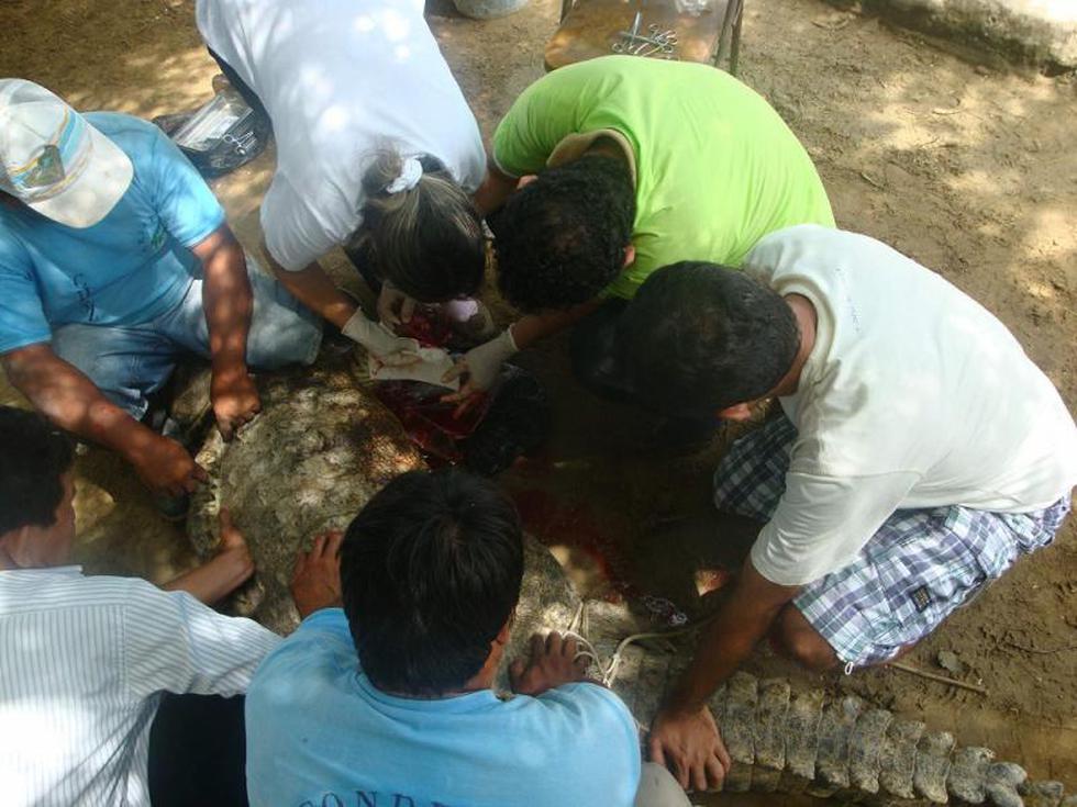 Operación exitosa le salva la vida a cocodrilo americano 